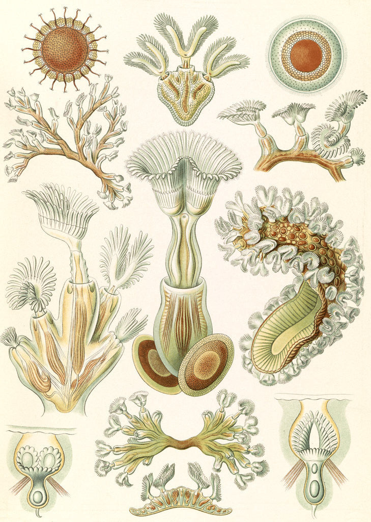 Detail of Aquatic invertebrates. Bryozoa by Ernst Haeckel