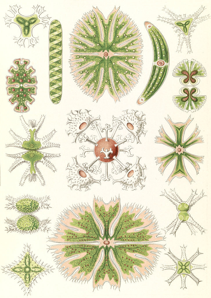 Detail of Algae. Desmidiea by Ernst Haeckel