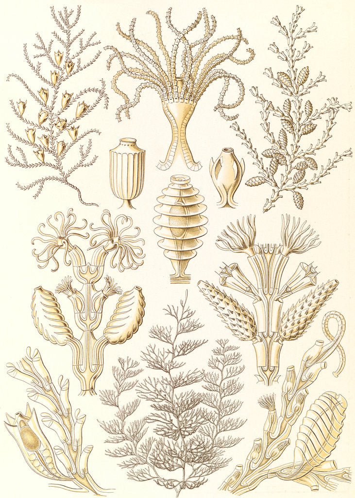 Detail of Marine animals. Sertulariae by Ernst Haeckel