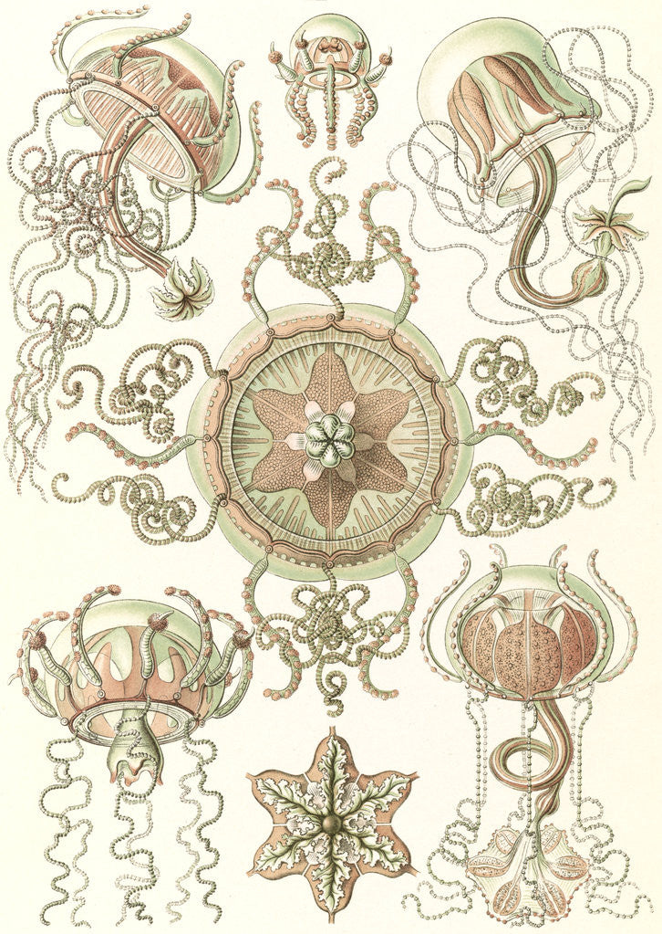 Detail of Jellyfishes. Trachomedusae by Ernst Haeckel