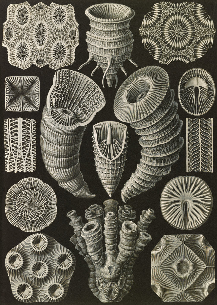 Detail of Corals. Tetracoralla by Ernst Haeckel