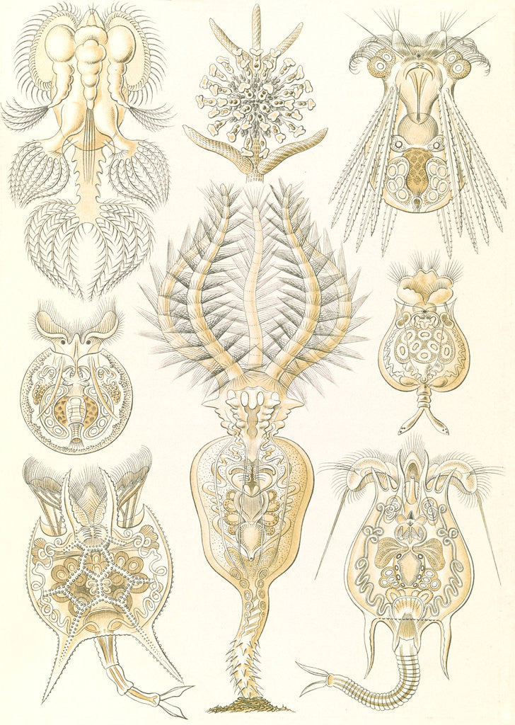 Detail of Microorganisms. Rotatoria by Ernst Haeckel
