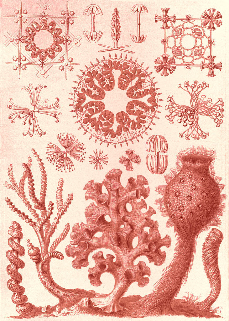 Detail of Glass sponges. Hexactinellae by Ernst Haeckel