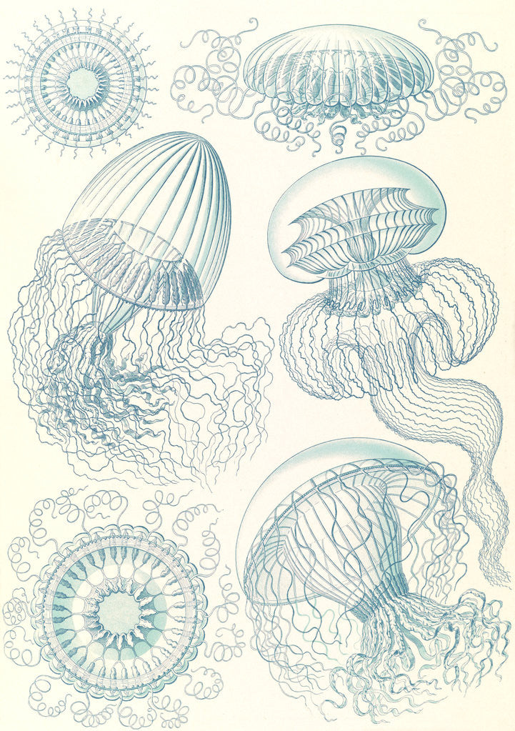 Detail of Jellyfishes. Leptomedusae by Ernst Haeckel