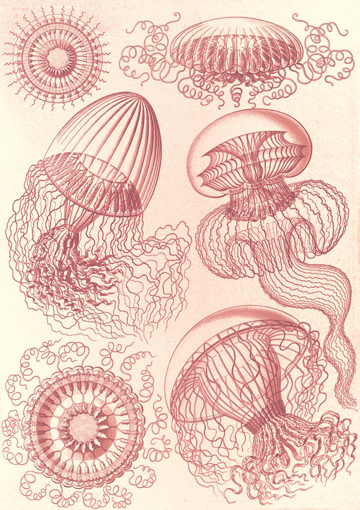 Detail of Jellyfishes. Leptomedusae by Ernst Haeckel