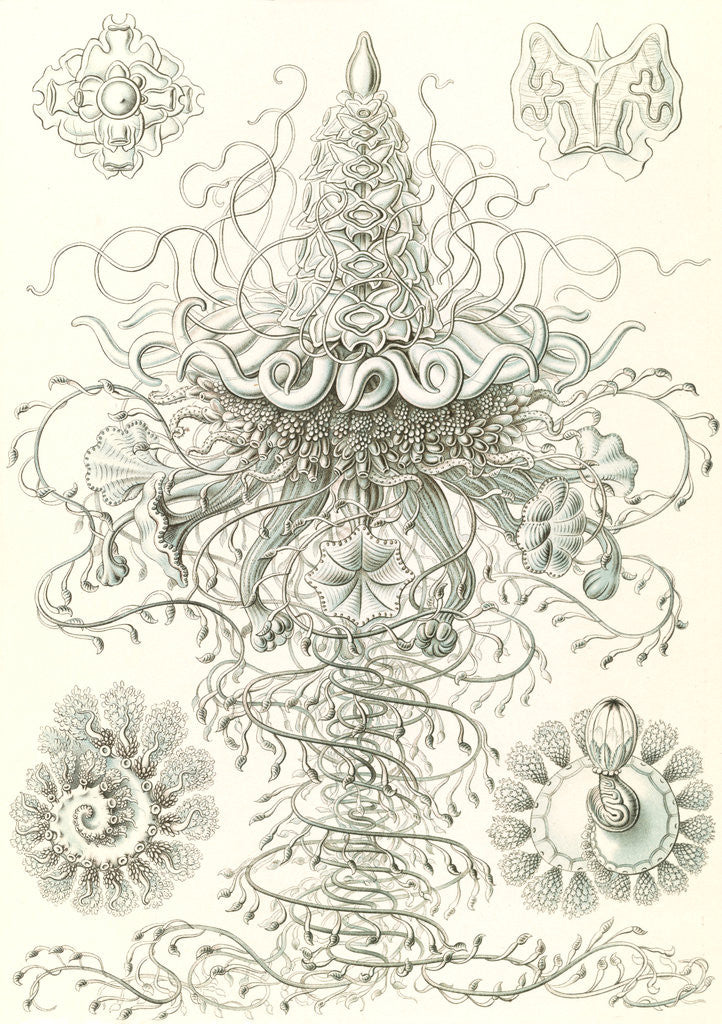 Detail of Marine invertebrates. Siphonophorae by Ernst Haeckel