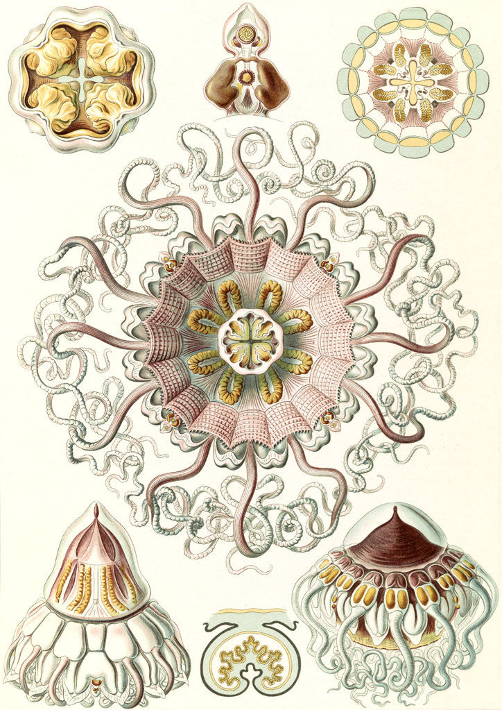 Detail of Jellyfishes in the phyllum Cnidaria. Peromedusae by Ernst Haeckel