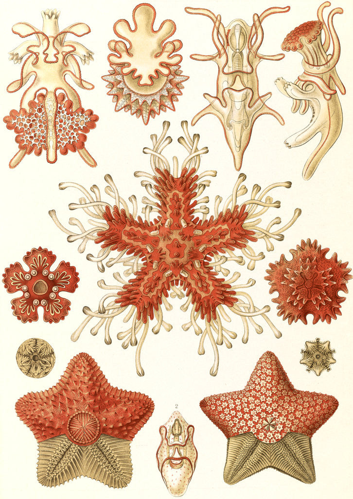 Detail of Starfishes in the phyllum Echinodermata. Asteridea by Ernst Haeckel