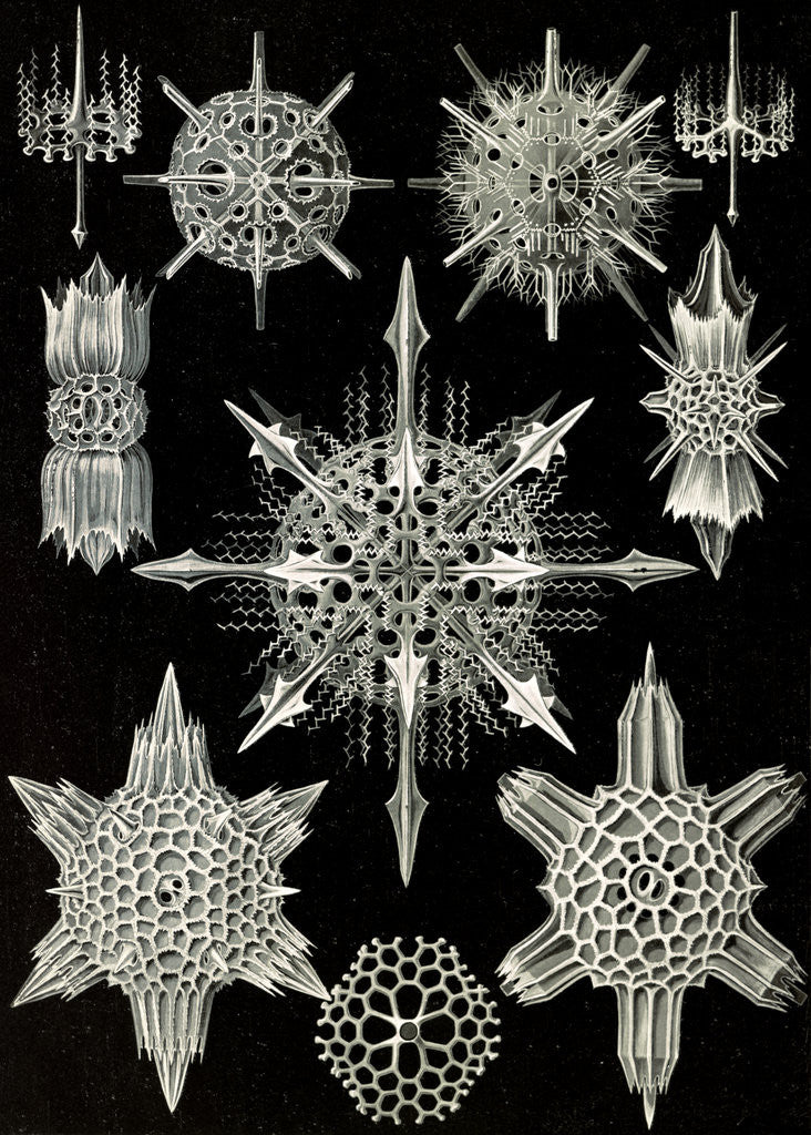 Detail of Aquatic animals. Acanthophracta by Ernst Haeckel