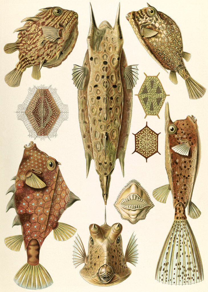 Detail of Boxfishes. Ostraciontes by Ernst Haeckel