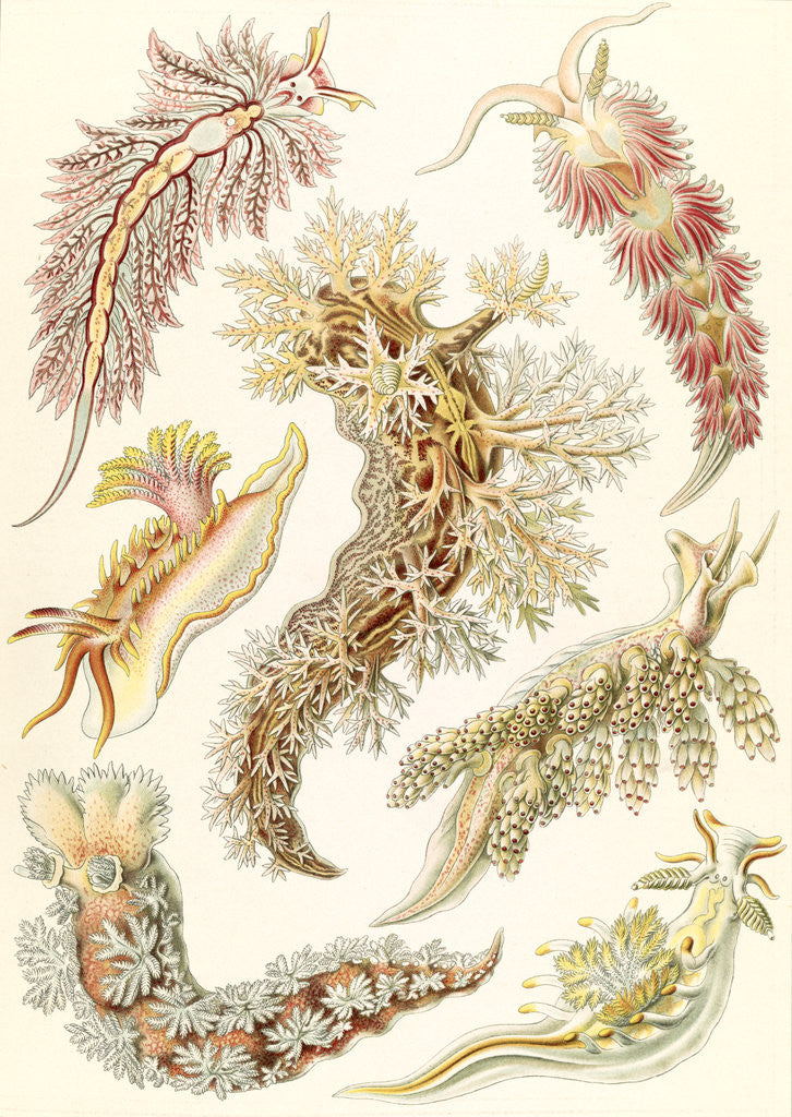 Detail of Marine mollusks. Nudibranchia by Ernst Haeckel