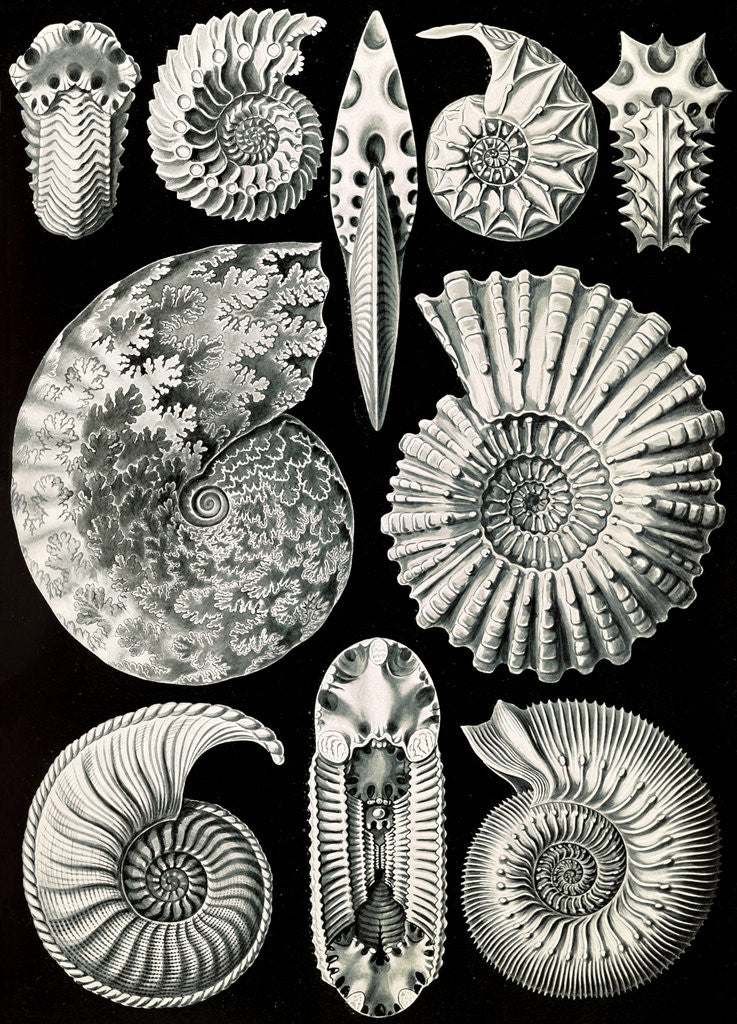 Detail of Marine mollusks. Ammonitida by Ernst Haeckel