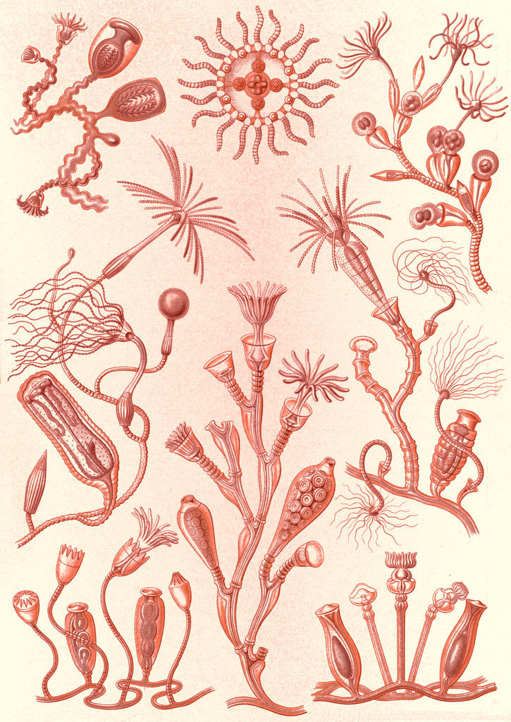 Detail of Aquatic animals. Campanariae by Ernst Haeckel