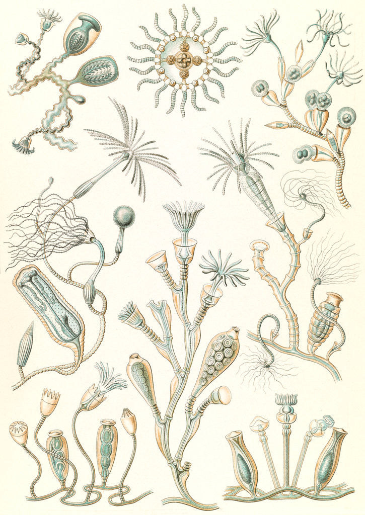 Detail of Aquatic animals. Campanariae by Ernst Haeckel
