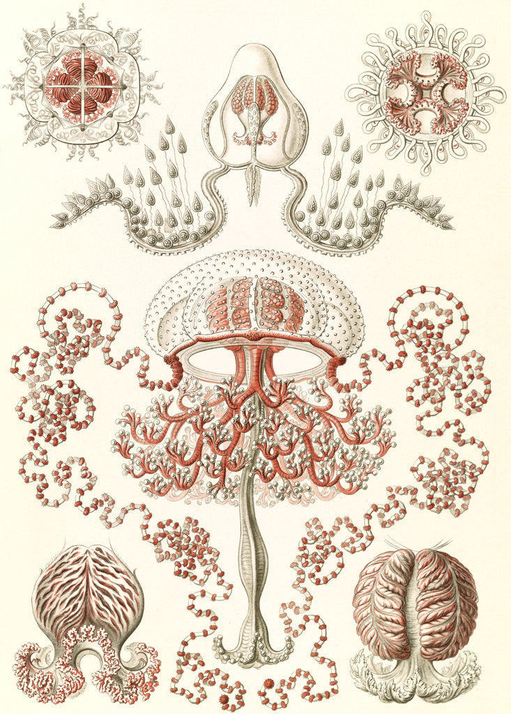Detail of Jellyfishes. Anthomedusae by Ernst Haeckel
