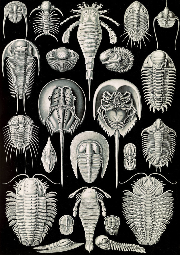 Detail of Horseshoe crabs. Aspidonia by Ernst Haeckel