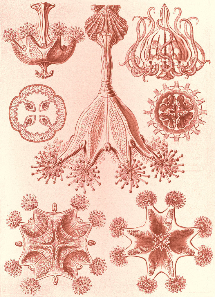 Detail of Stalked jellyfishes. Stauromedusae by Ernst Haeckel