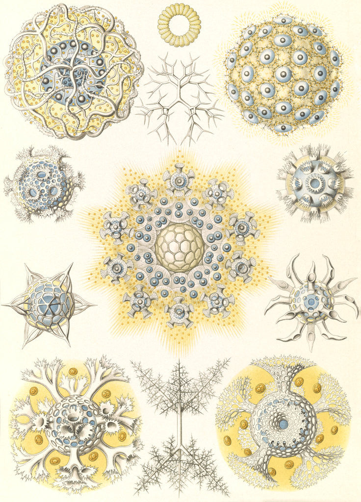 Detail of Microorganisms. Polycyttaria by Ernst Haeckel
