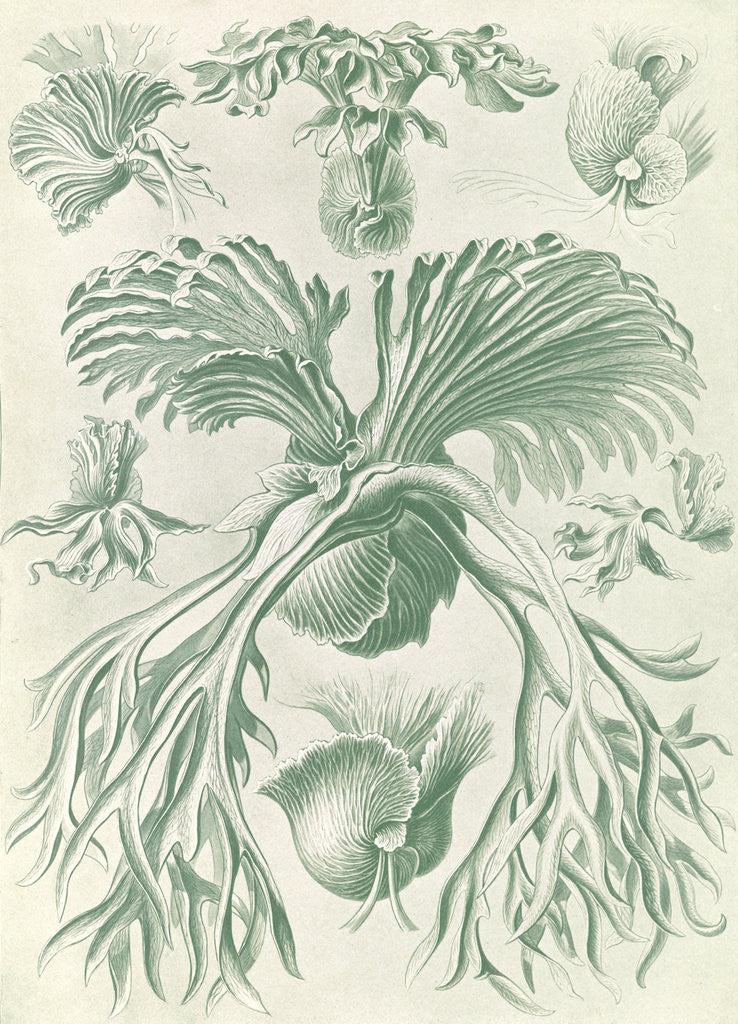 Detail of Ferns. Filicinae by Ernst Haeckel