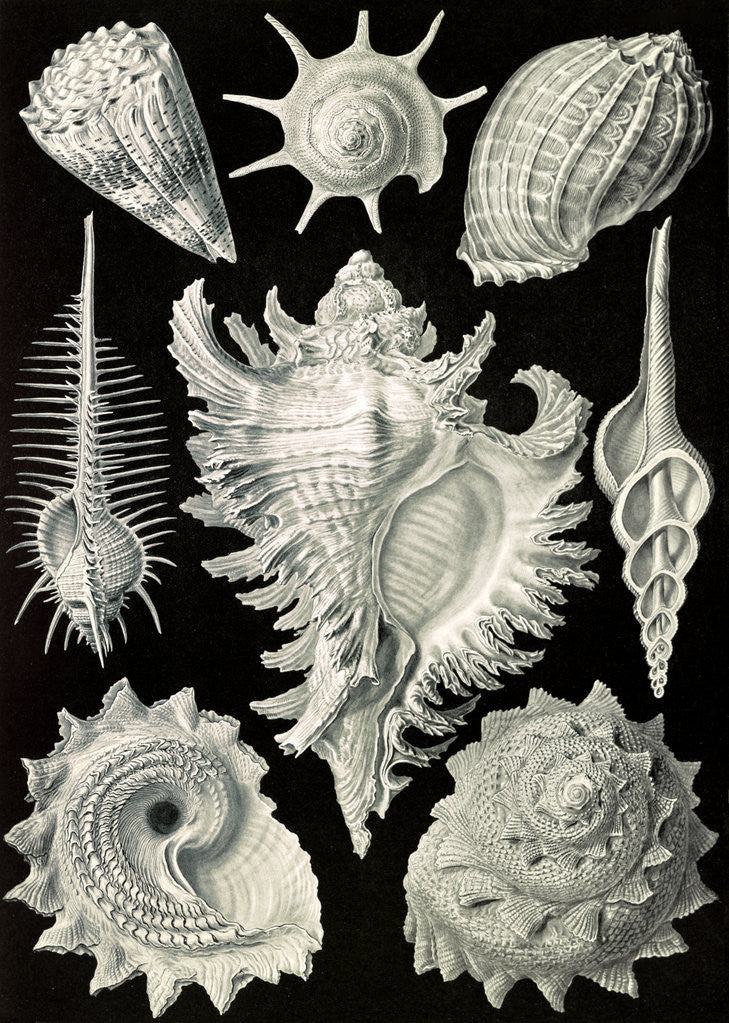 Detail of Aquatic and terrestrial snails. Prosobranchia by Ernst Haeckel