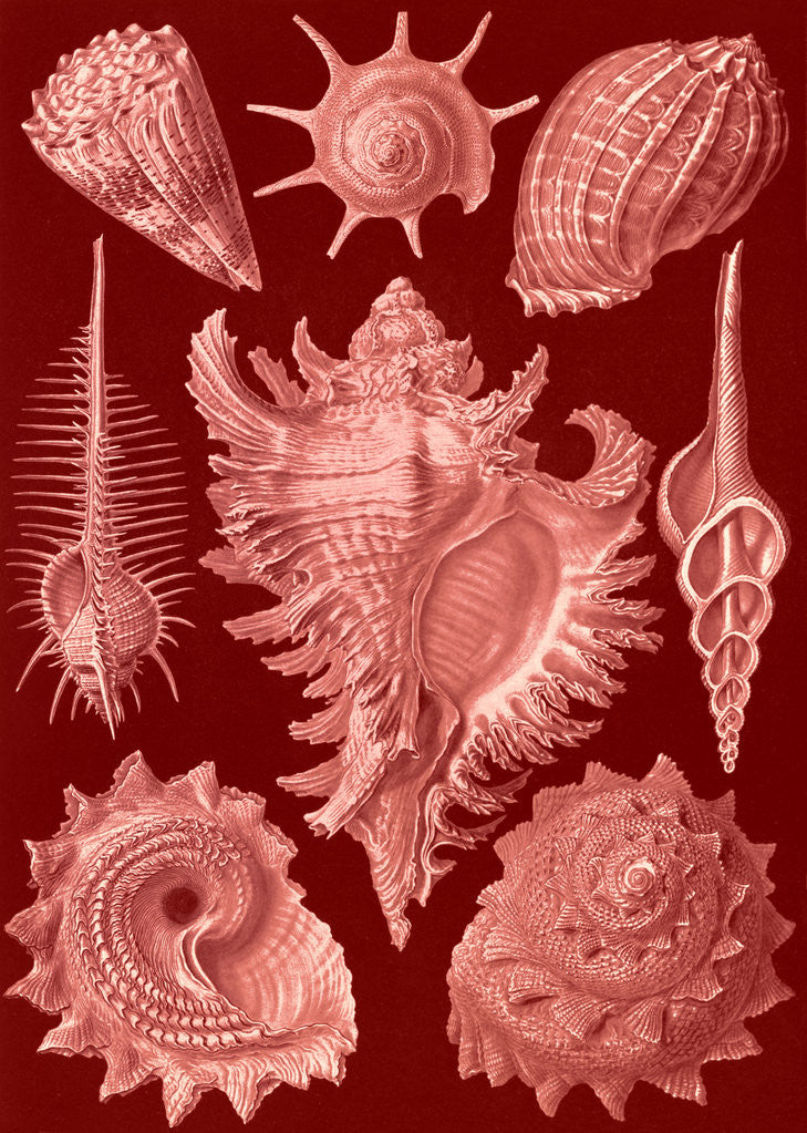 Detail of Aquatic and terrestrial snails. Prosobranchia by Ernst Haeckel