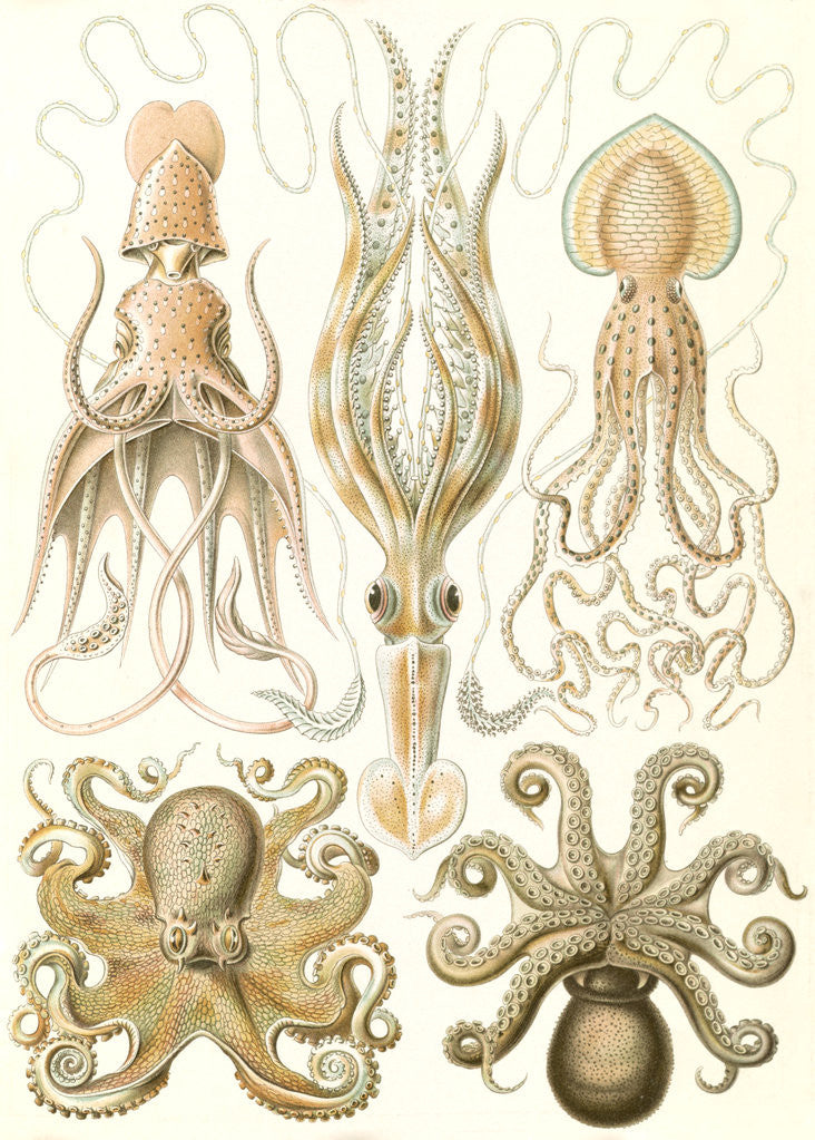 Detail of Octopuses. Gamochonia by Ernst Haeckel