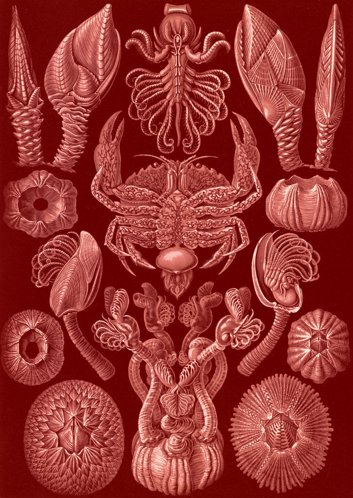 Detail of Barnacles. Cirripedia by Ernst Haeckel