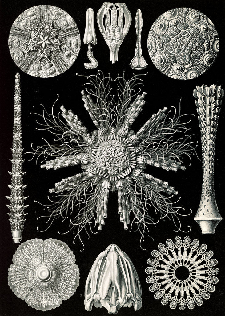 Detail of Sea urchins and sand dollars. Echinidea by Ernst Haeckel