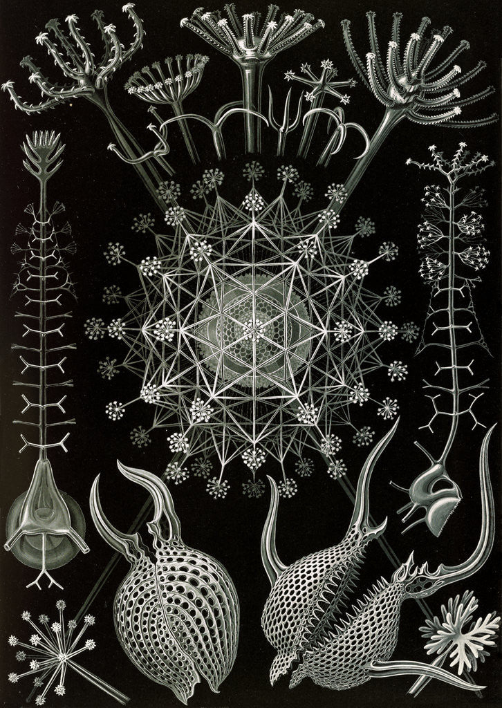 Detail of Microorganisms. Phaeodaria by Ernst Haeckel
