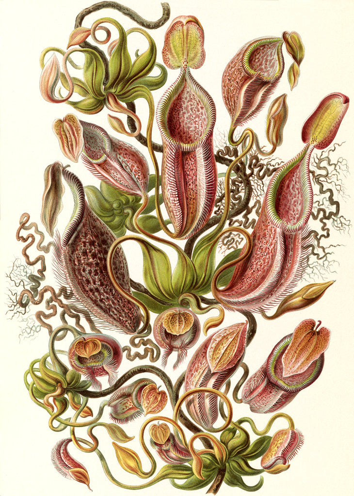Detail of Pitcher plants. Nepenthaceae by Ernst Haeckel