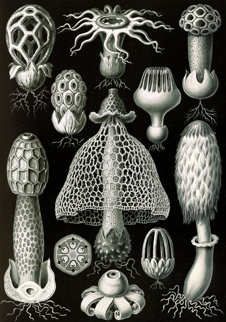 Detail of Stinkhorn mushrooms. Basimycetes by Ernst Haeckel