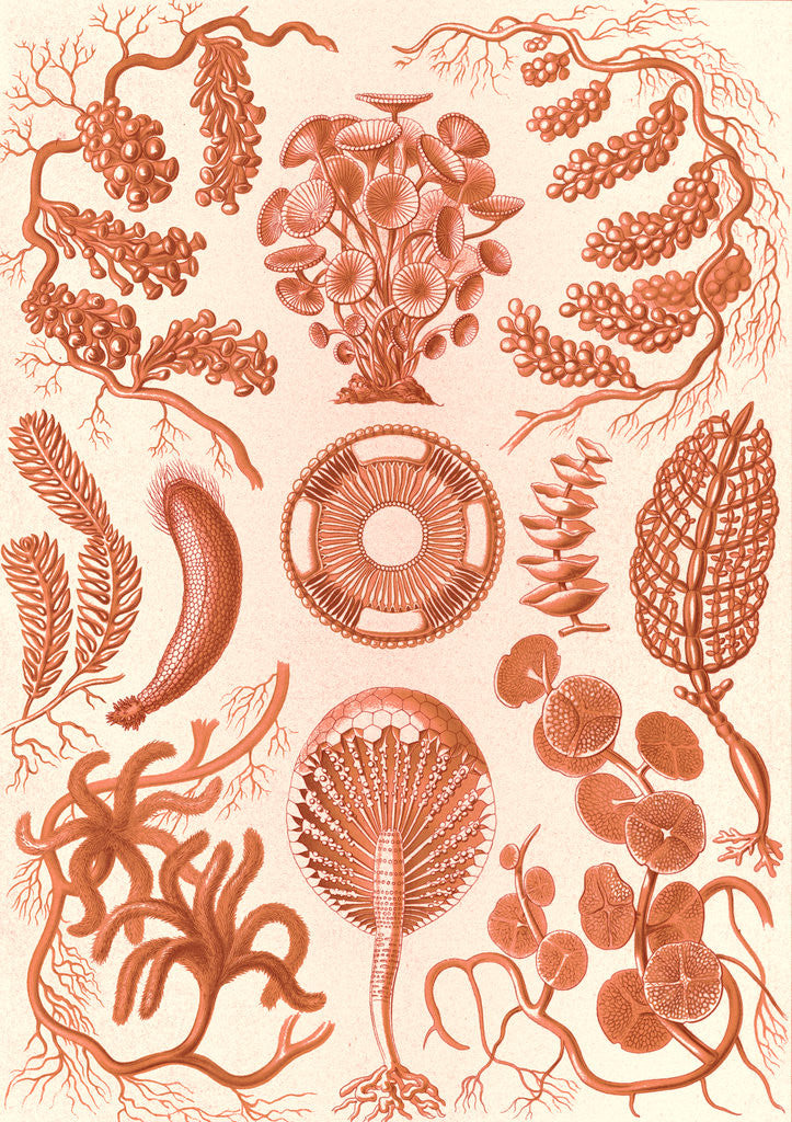 Detail of Seaweed. Siphoneae by Ernst Haeckel