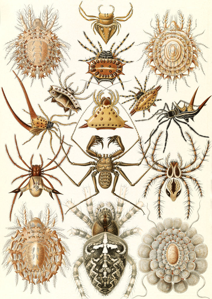 Detail of Spiders. Arachnida by Ernst Haeckel