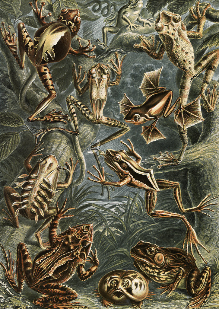 Detail of Frogs. Batrachia by Ernst Haeckel