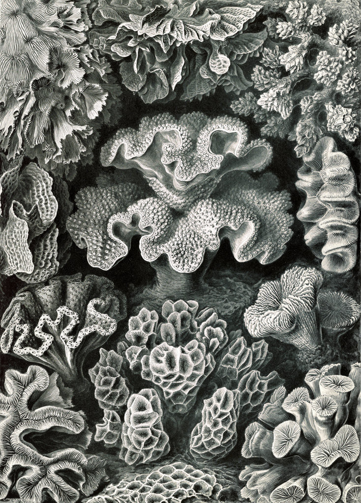 Detail of Corals. Hexacoralla by Ernst Haeckel