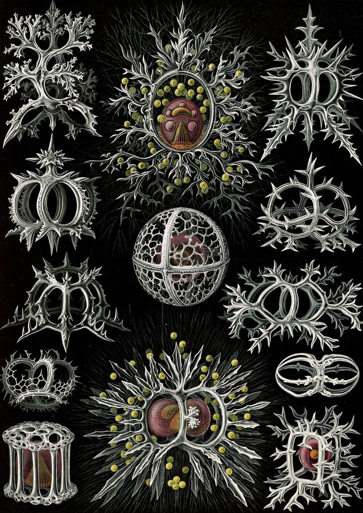 Detail of Microorganisms. Stephoidea by Ernst Haeckel