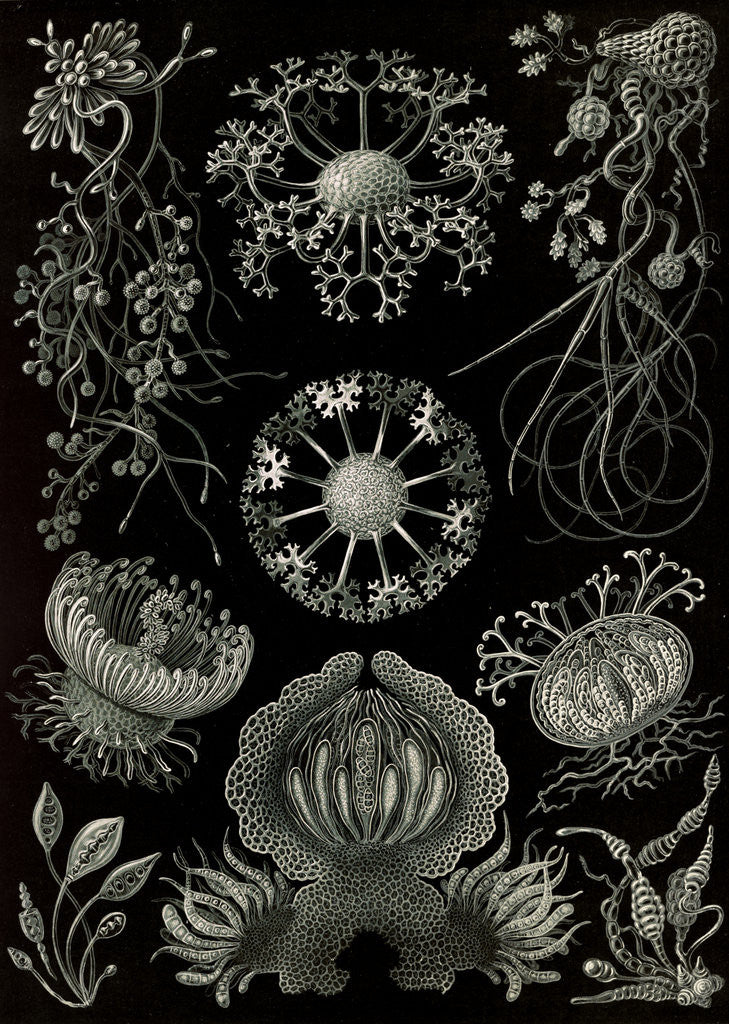 Detail of Fungi. Ascomycetes by Ernst Haeckel