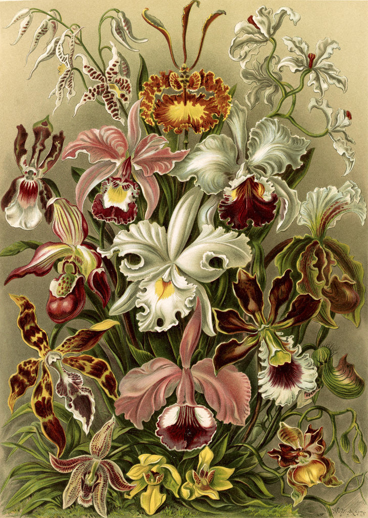 Detail of Orchids. Orchideae by Ernst Haeckel