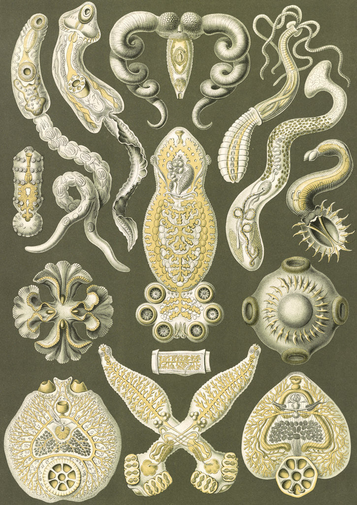 Detail of Flatworms. Platodes by Ernst Haeckel