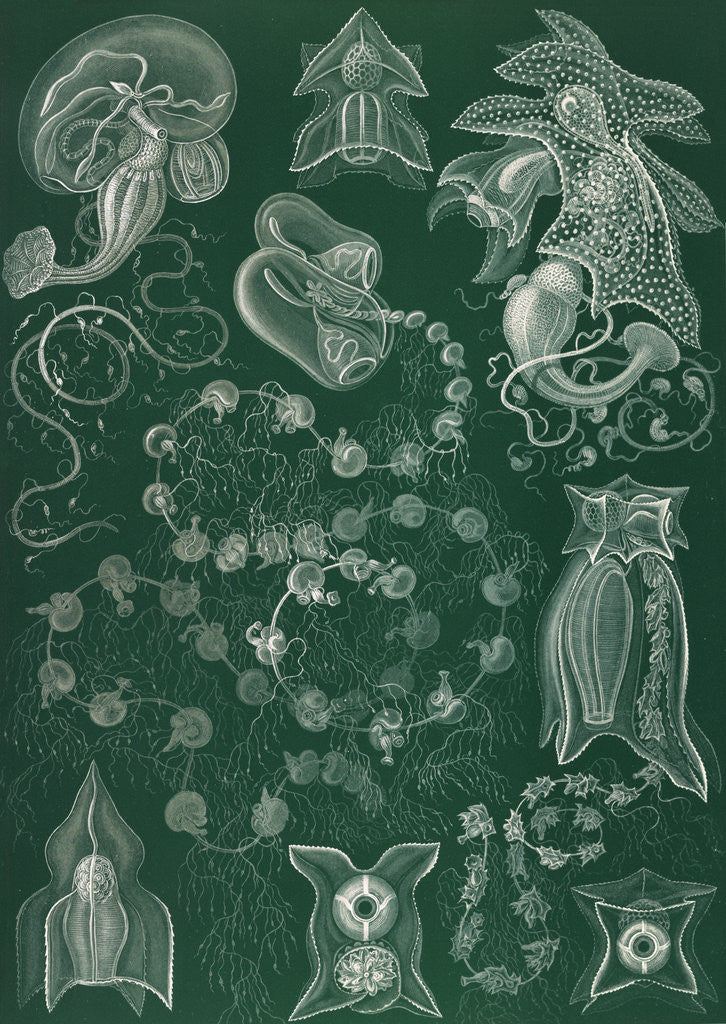 Detail of Marine invertebrates. Siphonophorae by Ernst Haeckel