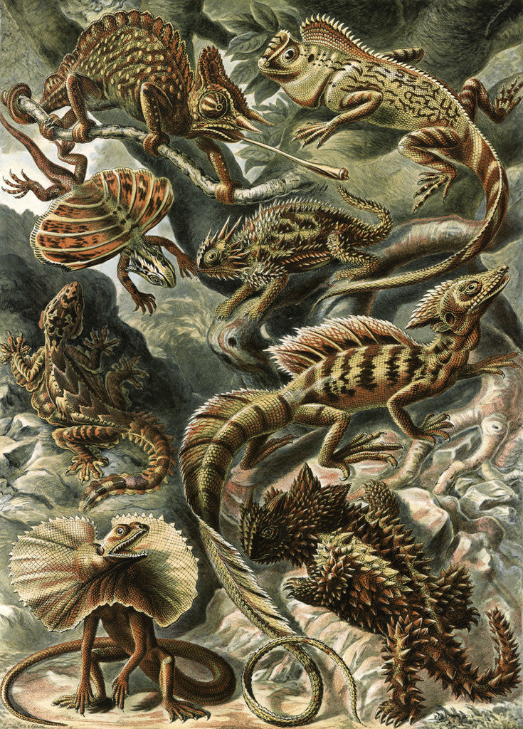 Detail of Corytophanid lizards. Lacertilia by Ernst Haeckel