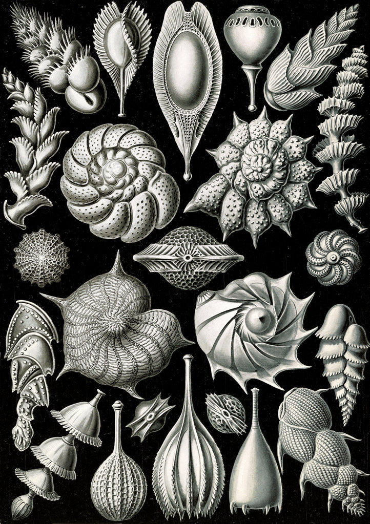 Detail of Microorganisms. Thalamophora by Ernst Haeckel
