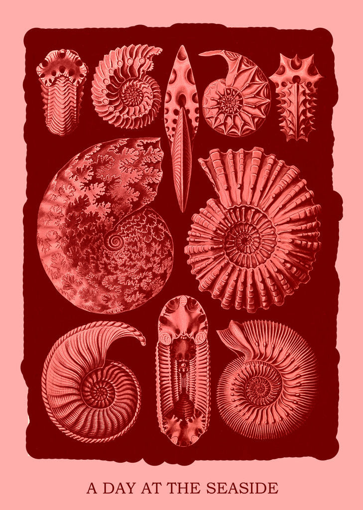 Detail of Marine mollusks. Ammonitida by Ernst Haeckel