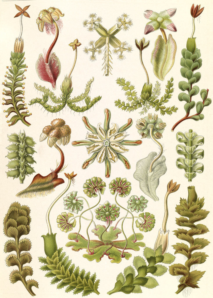 Detail of Liverworts. Hepaticae by Ernst Haeckel