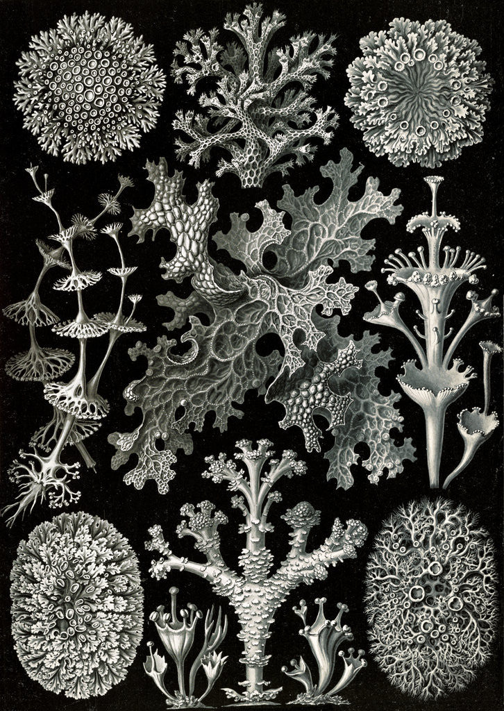 Detail of Lichens. Lichenes by Ernst Haeckel
