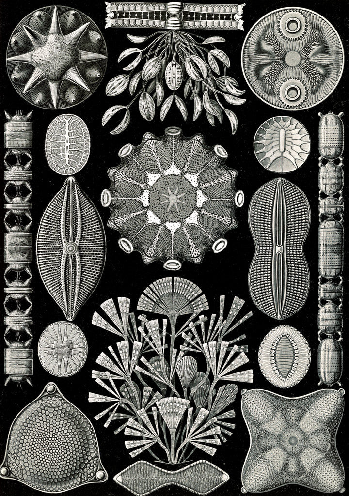Detail of Algae. Diatomea by Ernst Haeckel