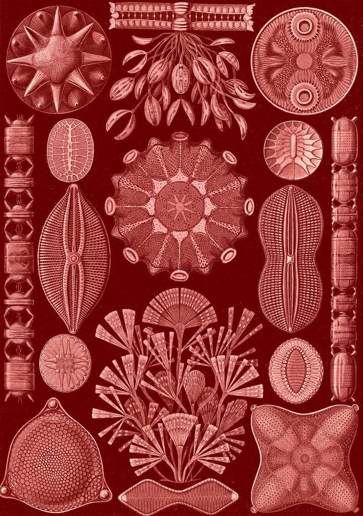 Detail of Algae. Diatomea by Ernst Haeckel