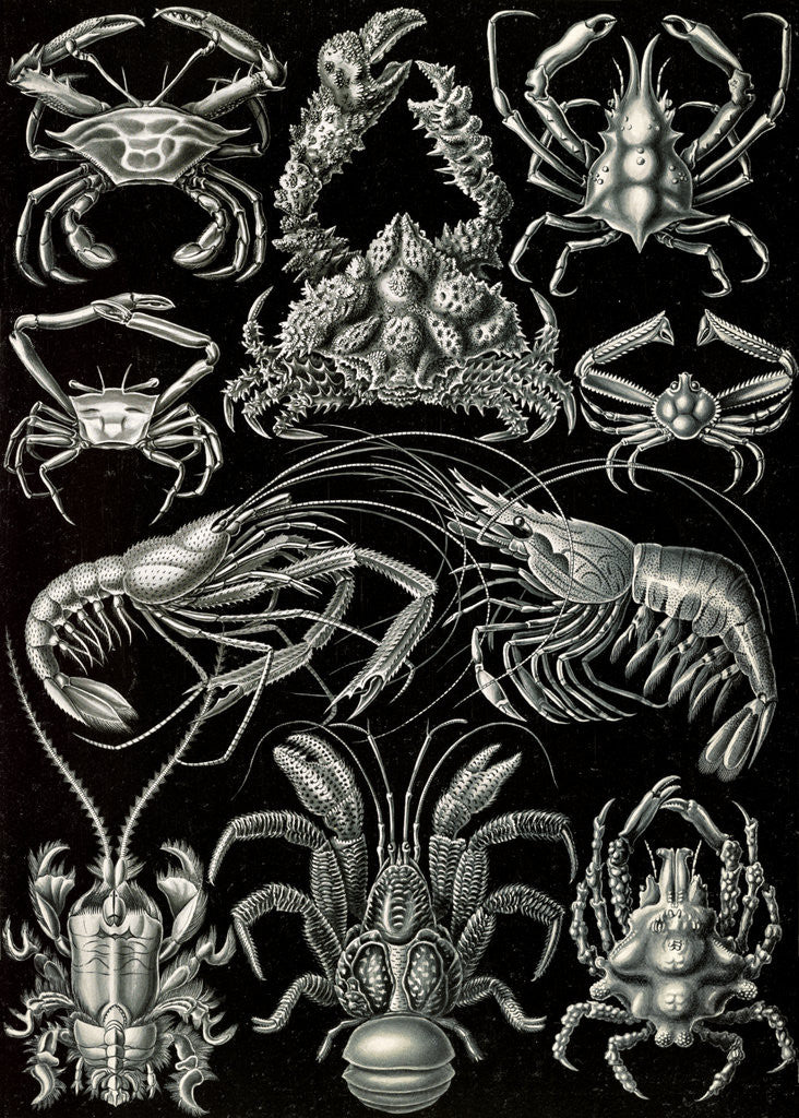 Detail of Crabs. Decapoda by Ernst Haeckel