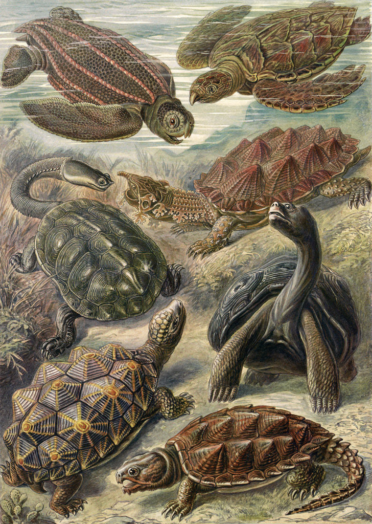 Detail of Tortoises and turtles. Chelonia by Ernst Haeckel