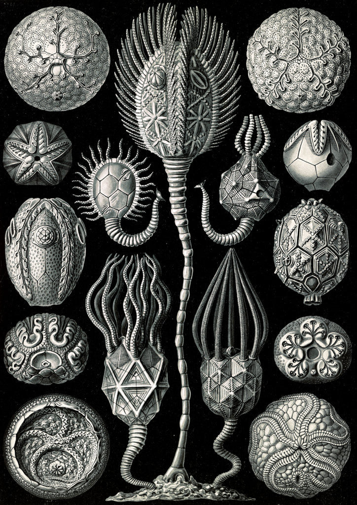 Detail of Marine animals. Cystoidea by Ernst Haeckel